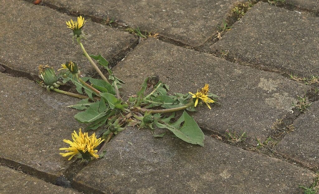 How To Build A Strong Community In Times Of Disaster