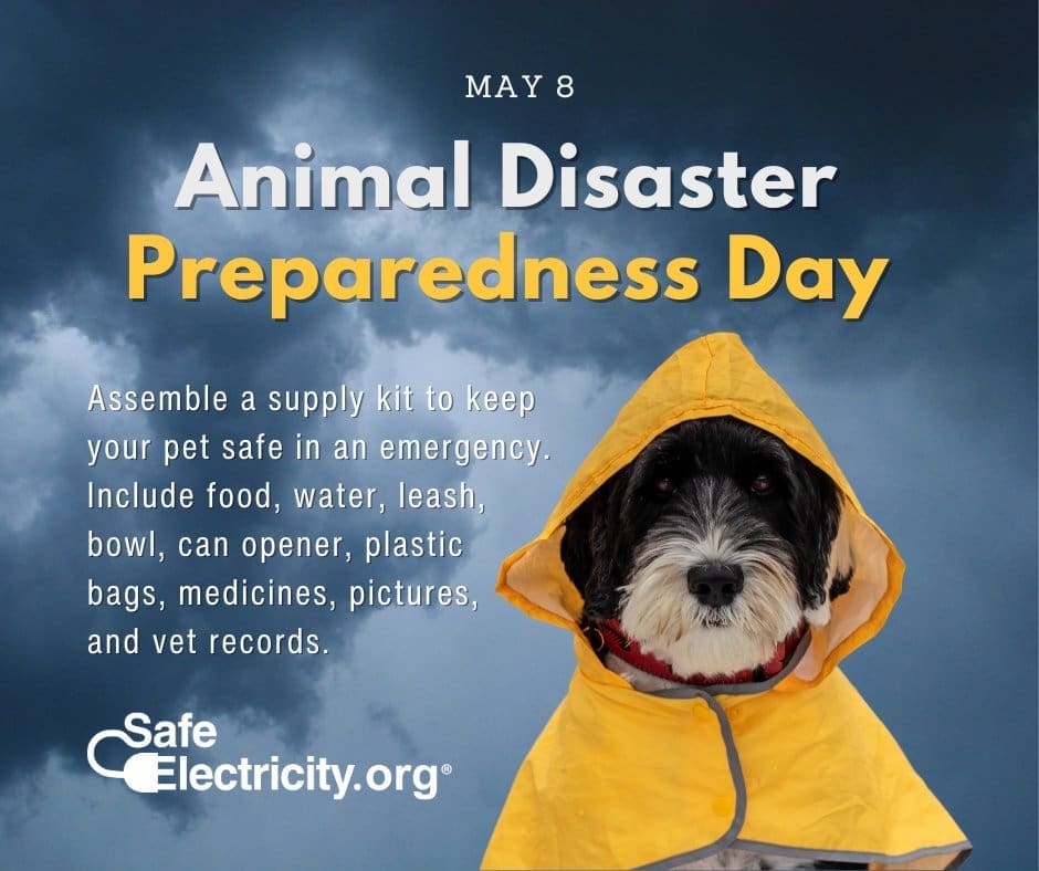 Emergency Kits For Pets: Keeping Your Furry Friends Safe