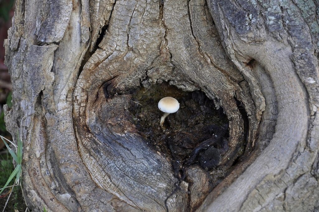 How To Build Resilience Through Self-Care Practices