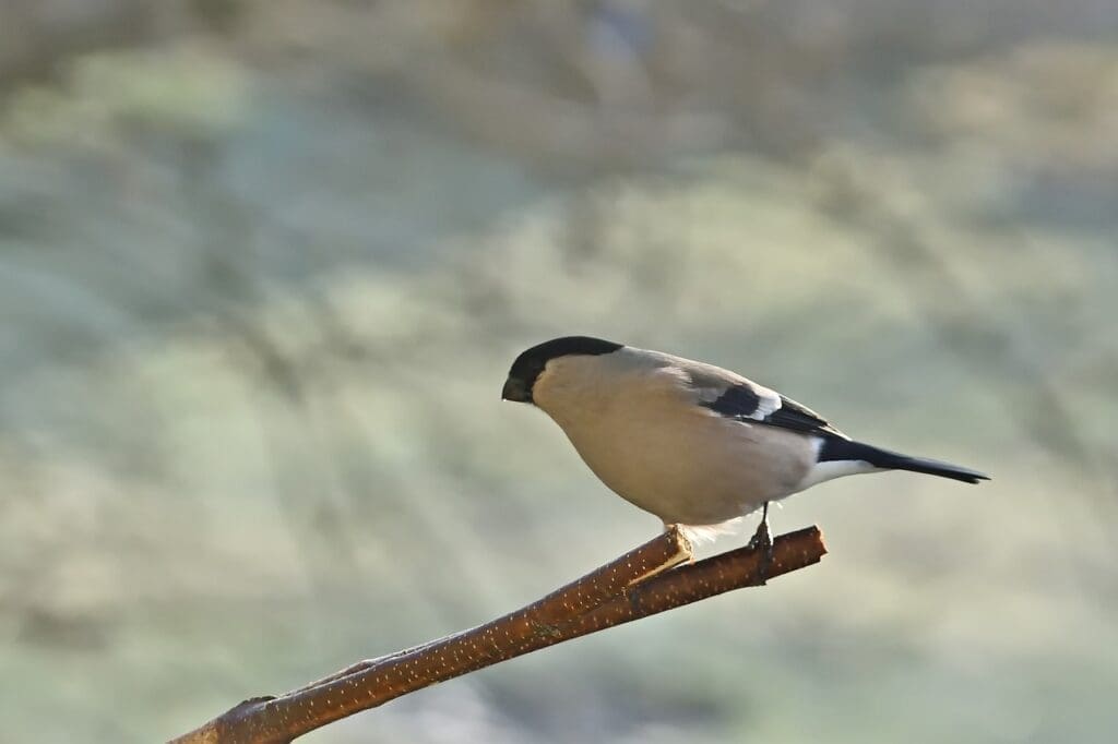 The Best Survival Techniques For Finding Food The Best Survival Techniques For Finding Food