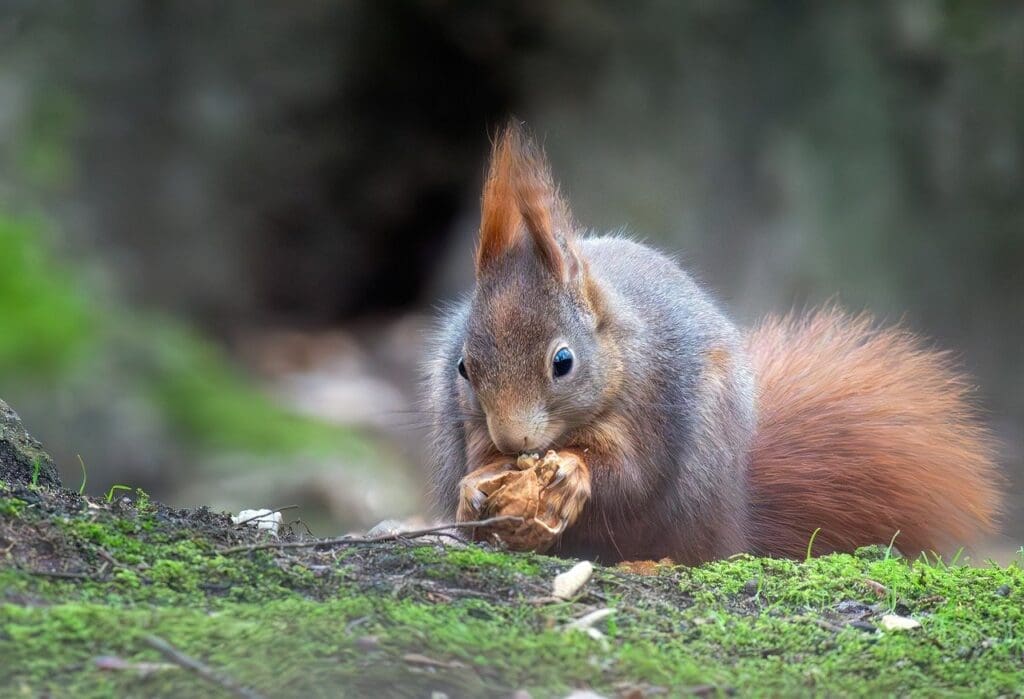 The Best Survival Techniques For Finding Food The Best Survival Techniques For Finding Food