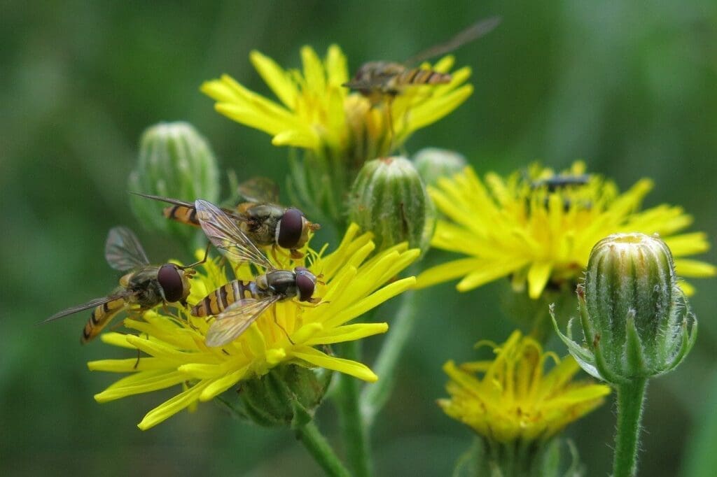 Top Ways To Identify Edible Plants