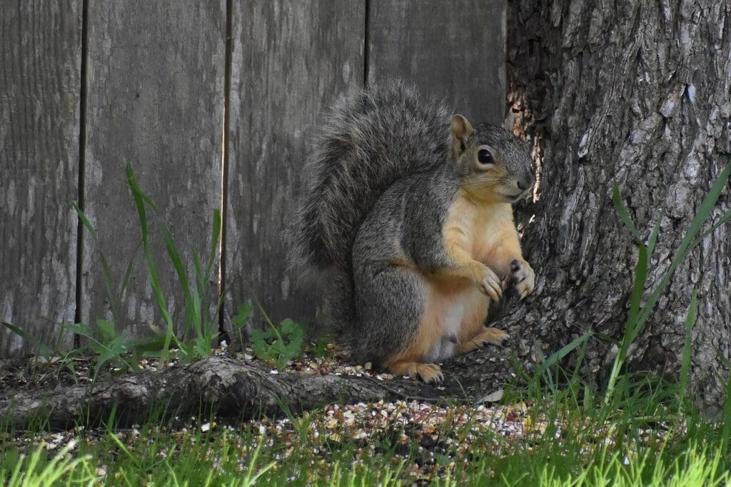 Top Ways To Identify Edible Plants