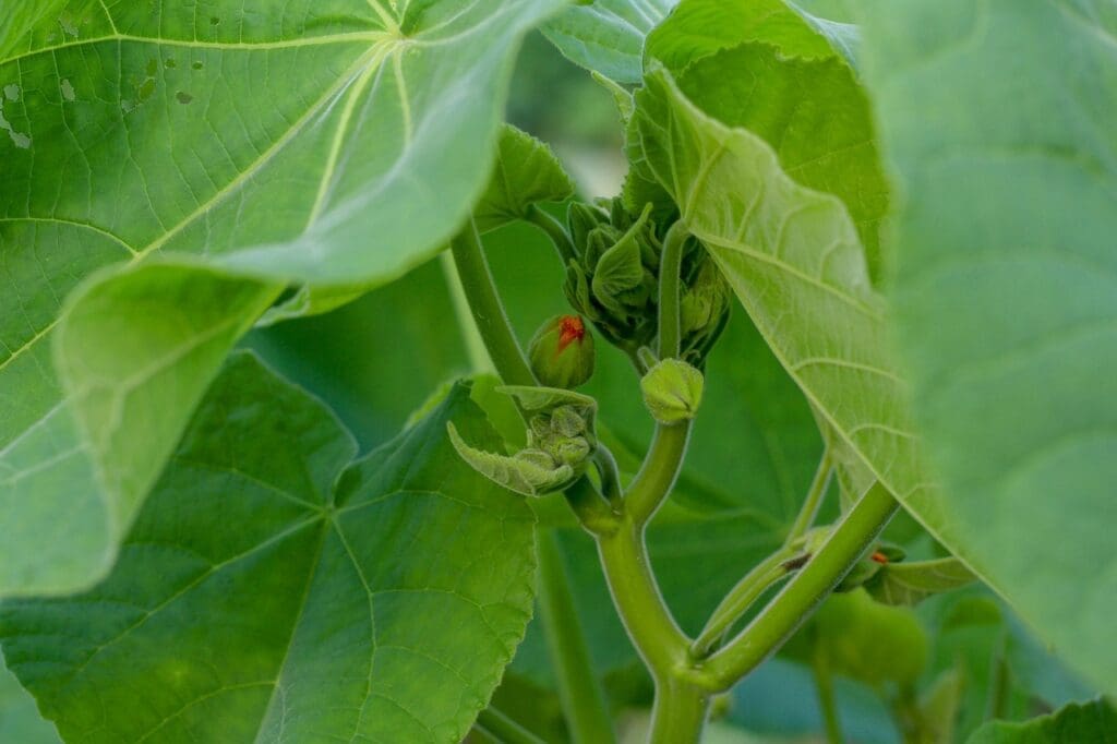 Building Community Gardens For Food Security In Disaster Scenarios