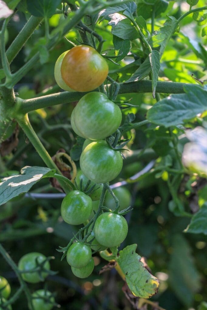 Building Community Gardens For Food Security In Disaster Scenarios