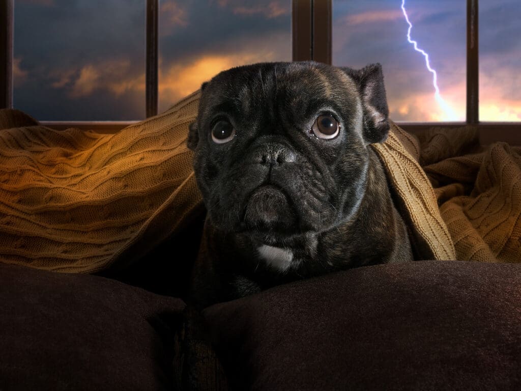 How To Keep Your Pets Calm During A Thunderstorm