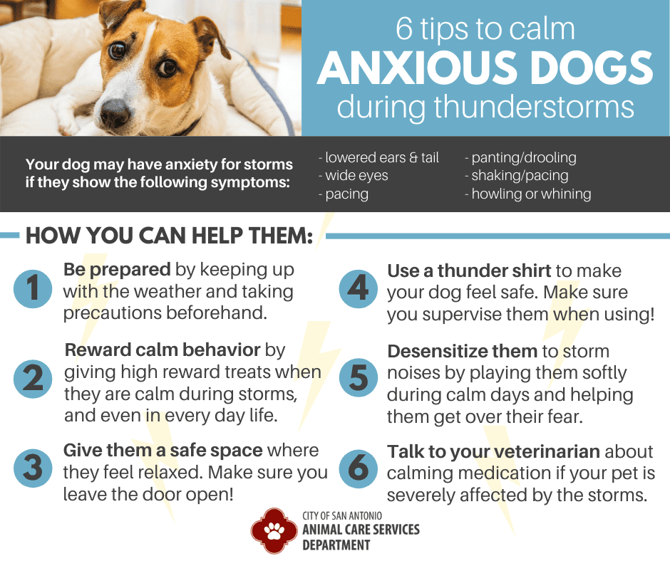How To Keep Your Pets Calm During A Thunderstorm