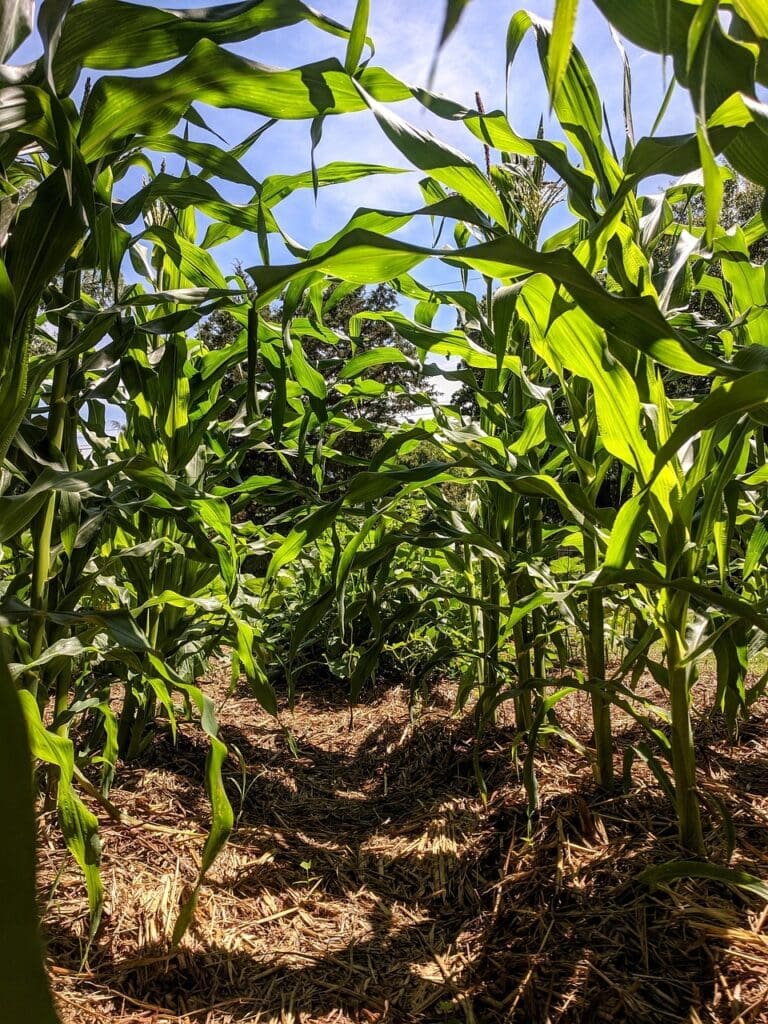 Top-Rated Water Storage Containers For Emergencies Top-Rated Water Storage Containers For Emergencies