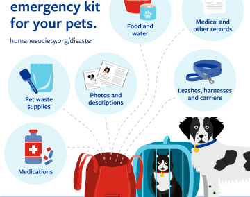 What To Do If Your Pet Goes Missing During A Disaster