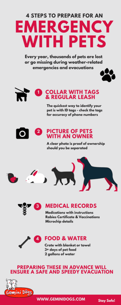 What To Do If Your Pet Goes Missing During A Disaster