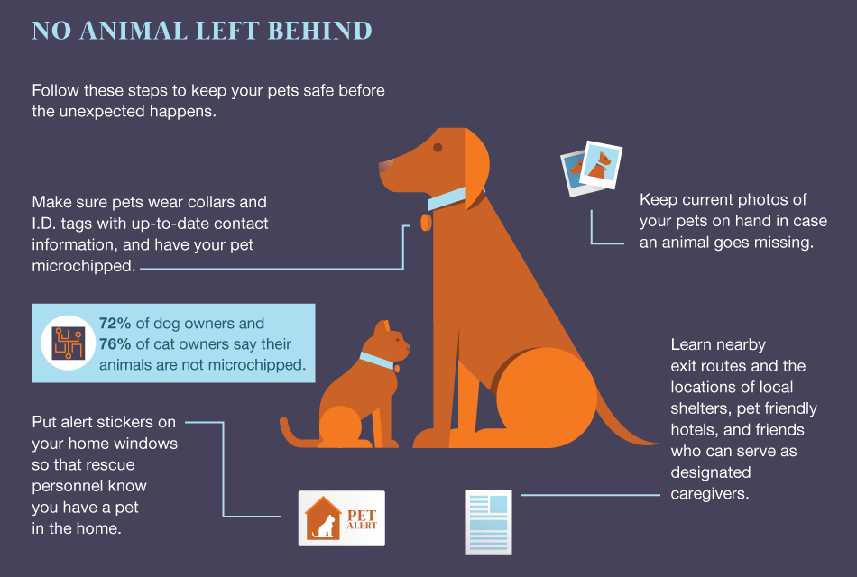 What To Do If Your Pet Goes Missing During A Disaster